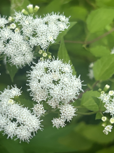 white snakeroot