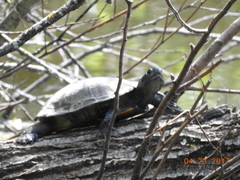 Actinemys marmorata marmorata