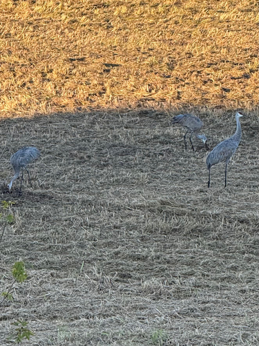 Sandhill Crane