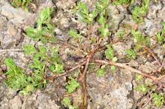 Centipeda minima minima