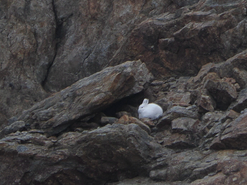 Arctic Hare observed by cwlonie