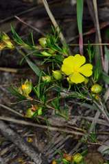 Hibbertia virgata