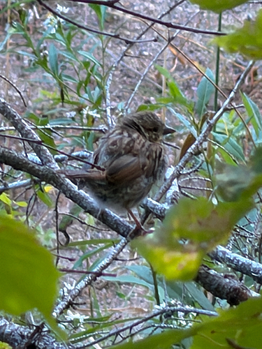 Song Sparrow