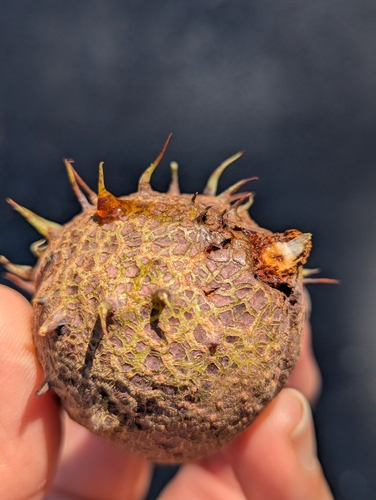 horse-chestnut