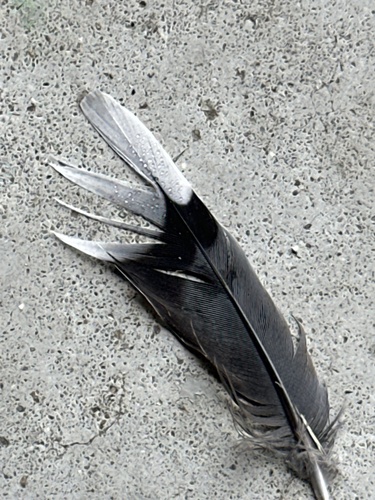Mourning Dove