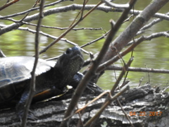 Actinemys marmorata marmorata