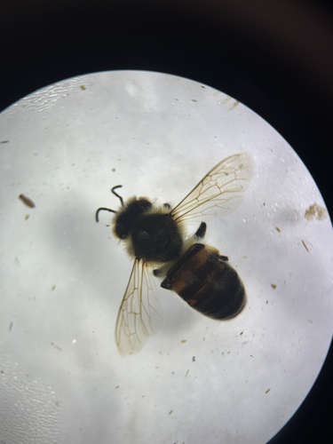 Western Honey Bee