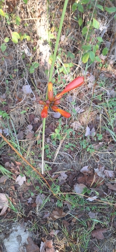 American trumpet vine