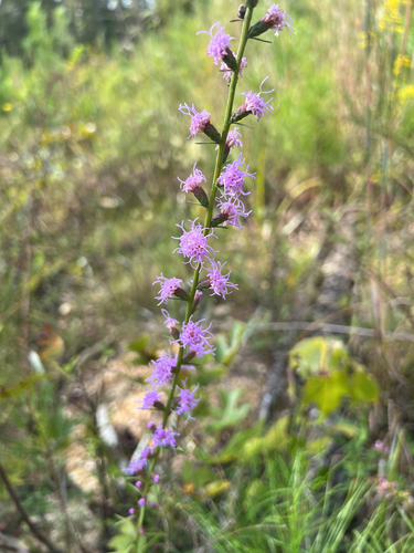 shaggy blazing star
