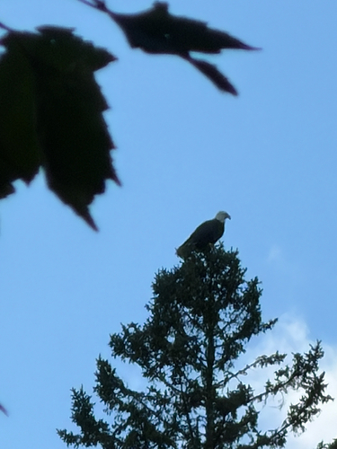 Bald Eagle
