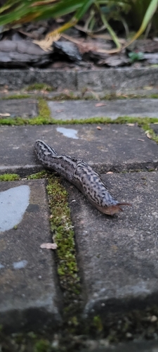 Leopard Slug