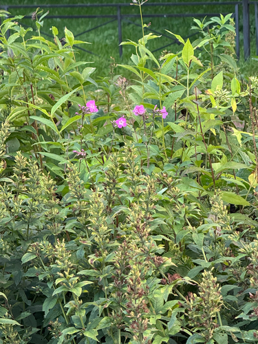 Yellow Loosestrife