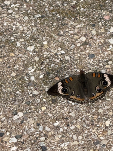 Common Buckeye