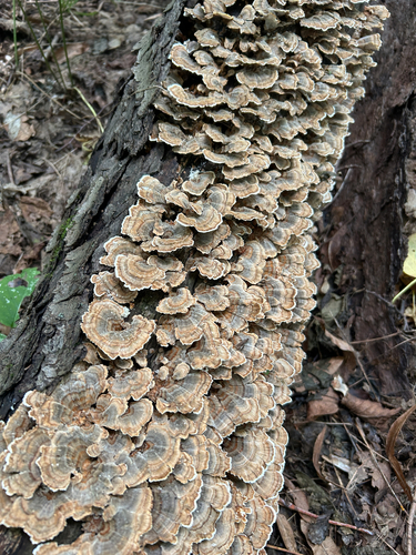 turkey-tail