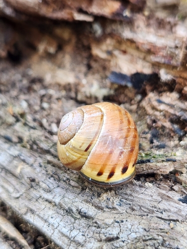Brown-lipped Snail