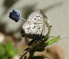 Leptotes pirithous pirithous