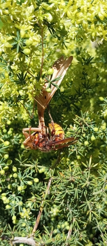 European Hornet