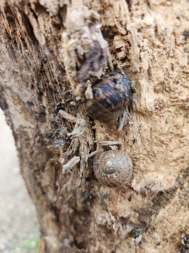 Garden Snail