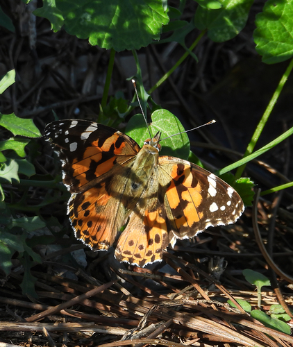Painted Lady