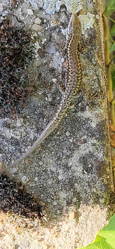 Common Wall Lizard