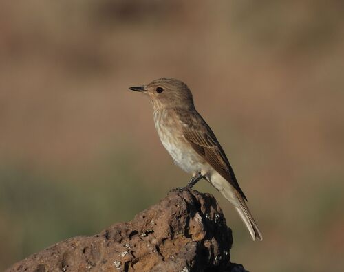Spotted Flycatcher