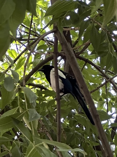 Eurasian Magpie