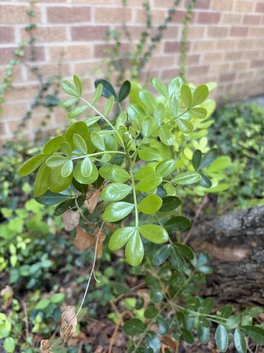 Texas mountain laurel