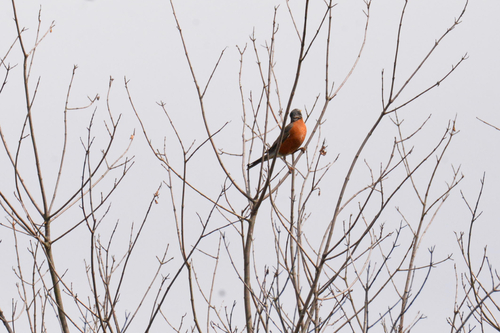 American Robin
