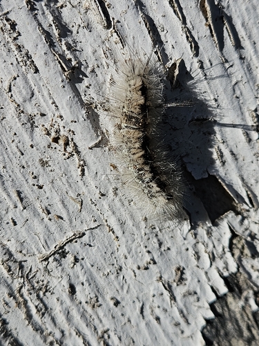 Hickory Tussock Moth