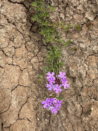Glandularia selloi