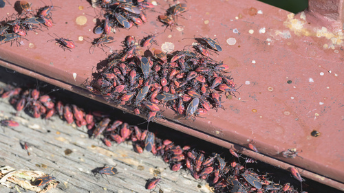 Eastern Boxelder Bug