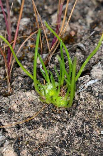 Image of Isoetopsis graminifolia by (c) Chris Lindorff, some rights reserved (CC BY)