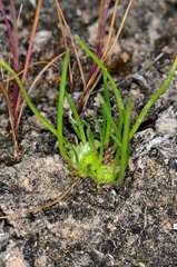Isoetopsis graminifolia