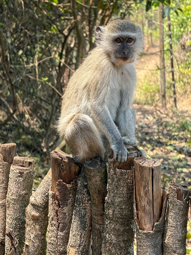 Vervet Monkey