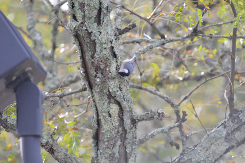 White-breasted Nuthatch