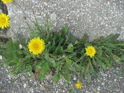 Reichardia picroides, photograph 6