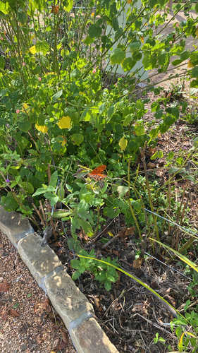 Gulf Fritillary