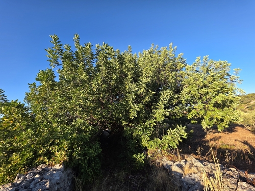 carob tree