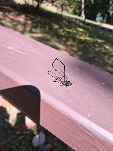 American Pelecinid Wasp