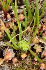 Isoetopsis graminifolia