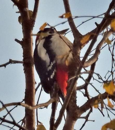 Great Spotted Woodpecker