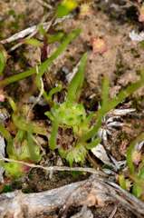 Isoetopsis graminifolia