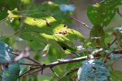 Melanis cephise