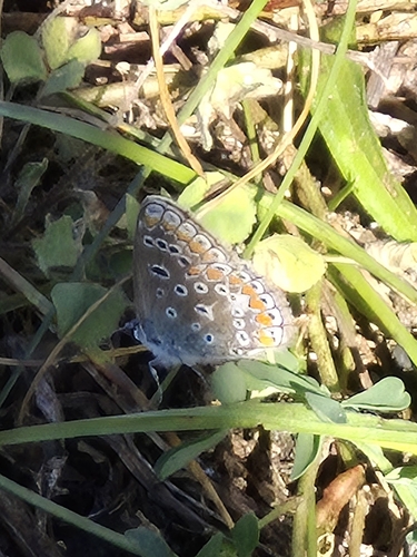 Common Blue