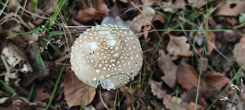 Amanita pantherina — (c) Michel Langeveld, some rights reserved (CC BY)