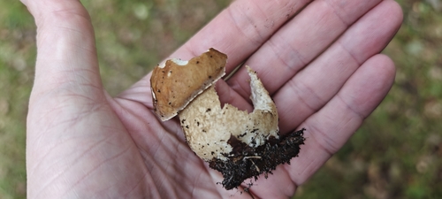 King Bolete