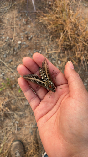 White-lined Sphinx