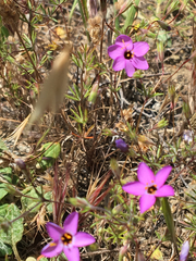 Leptosiphon ambiguus