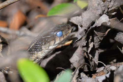 Common Garter Snake
