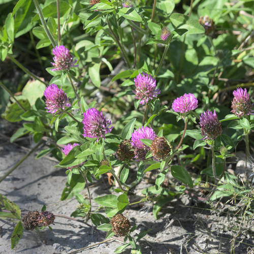 Red Clover